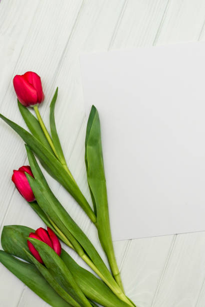 red tulips on a white wooden board red tulips and sheet of paper for your greetings on the background of white wooden board 11904 stock pictures, royalty-free photos & images