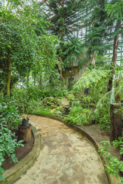 istock Interior of old tropic greenhouse 654152540