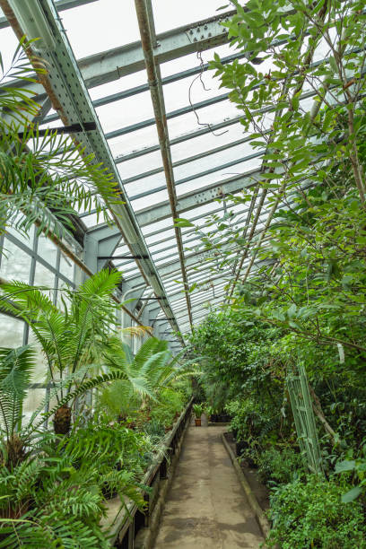 istock Interior of old tropic greenhouse 654152652