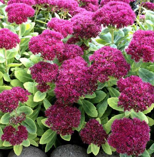 Stonecrop; Sedum; telephium