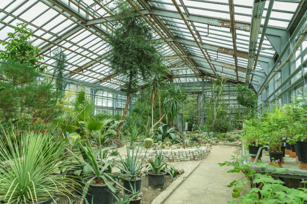 istock Interior of old tropic greenhouse 654152782