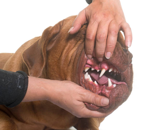 istock dogue de Bordeaux showing the teeth 654153138