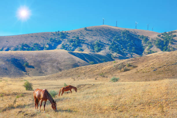 sun shining over hills with horses landscape with grazing horses and wind mills on the hill foothills parkway photos stock pictures, royalty-free photos & images