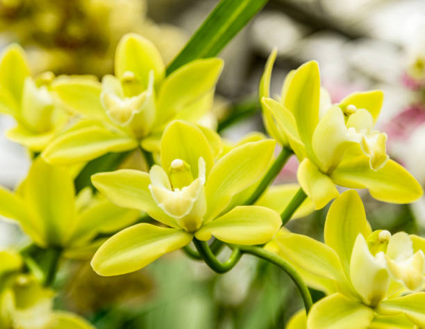 istock Beautiful orchid flower with natural background 654153974