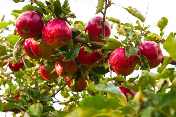 istock Apple on trees in orchard in fall season 654157788