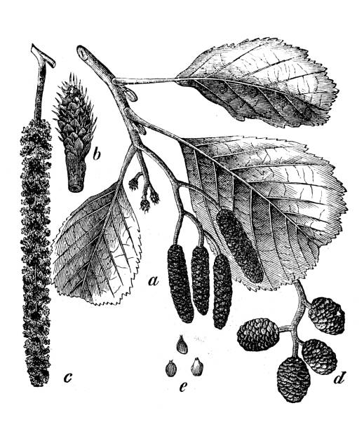 ботаники растения антикварная гравировка иллюстрация: alnus glutinosa (общая ольха, черная ольха, европейская ольха, ольха) - glutinosa stock illustrations