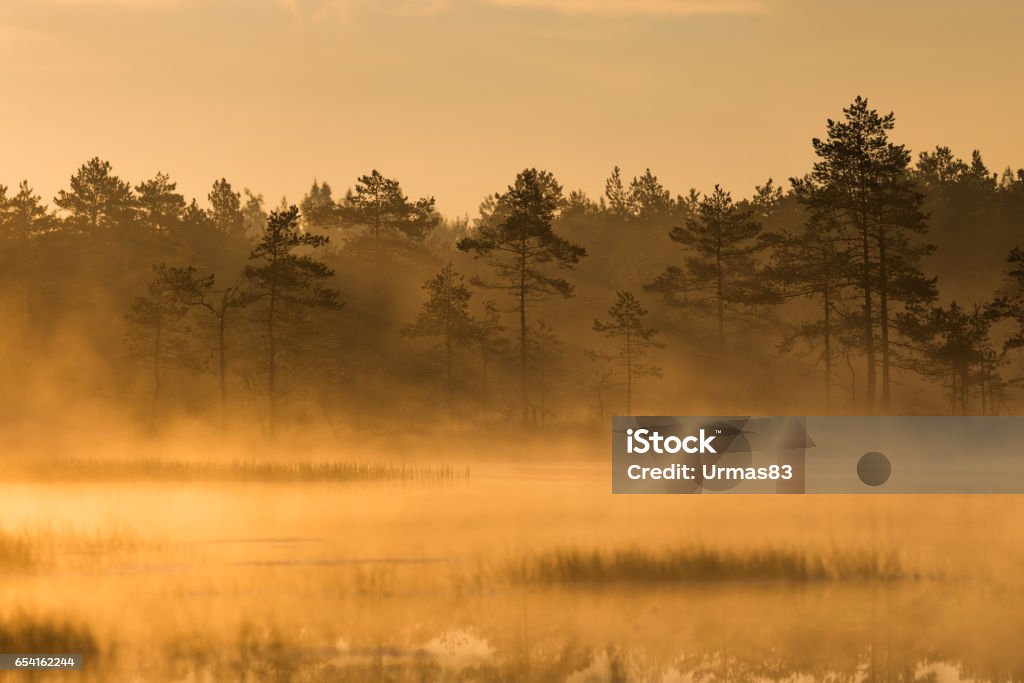 Bog landscape in Estonia Misty bog landscape in the morning Baltic Countries Stock Photo