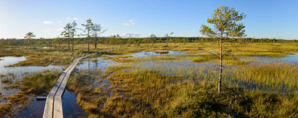 istock Bog landscape in Estonia 654162544