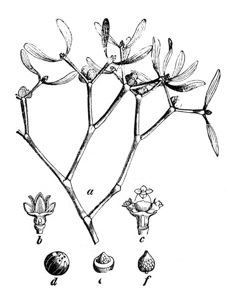 ботаники заводы античная гравировка иллюстрация: альбом viscum (европейское mistletoe, общее омелы, омелы) - european mistletoe stock illustrations