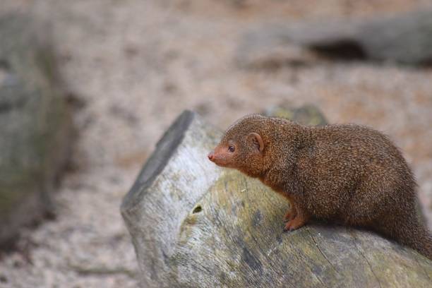 istock cute dwarf mongoose animal outdoors 654165444