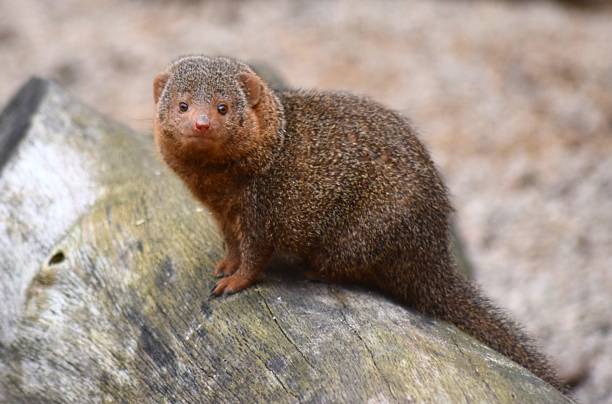 istock cute dwarf mongoose animal outdoors 654165446