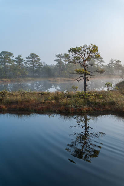istock Bog landscape in Estonia 654166696