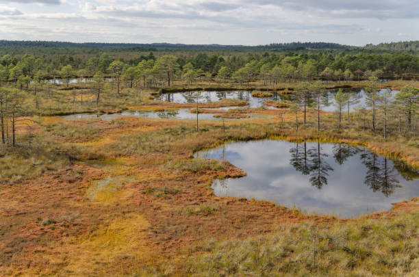 istock Bog landscape in Estonia 654166730