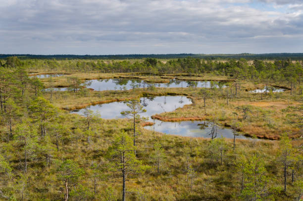 istock Bog landscape in Estonia 654166748
