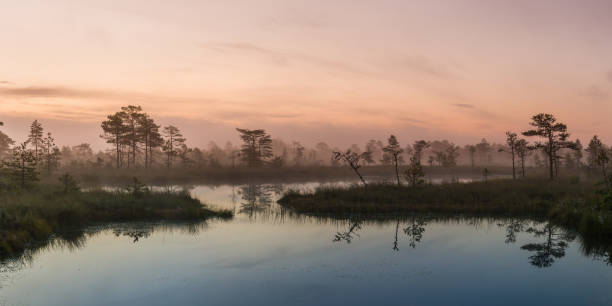 istock Bog landscape in Estonia 654166754