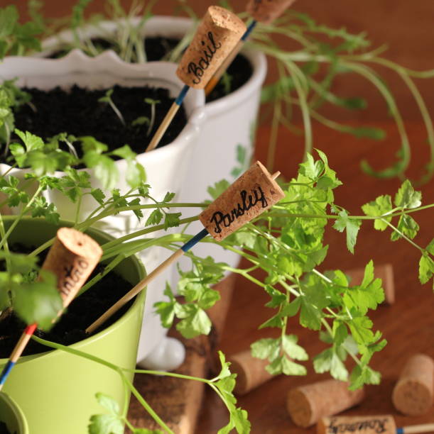 istock Herbs with markers growing in pot 654167716