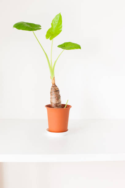 istock Flowerpot and plant 654167846