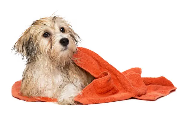 Cute wet havanese puppy dog after bath is lying wrapped in an orange towel, isolated on white background