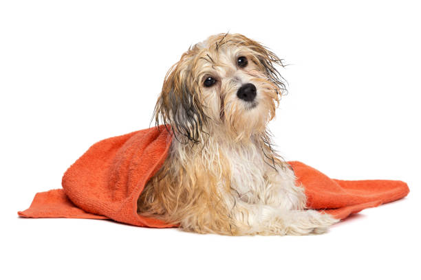 istock Cute bathed havanese puppy dog with orange towel 654167874