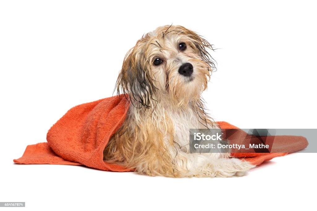 Ansættelse Diverse varer erindringer Cute Bathed Havanese Puppy Dog With Orange Towel Stock Photo - Download  Image Now - Dog, Shampoo, Wet - iStock