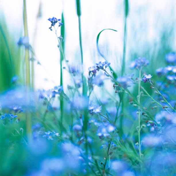 istock Forget-Me-Not flowers in close-up. 654167926
