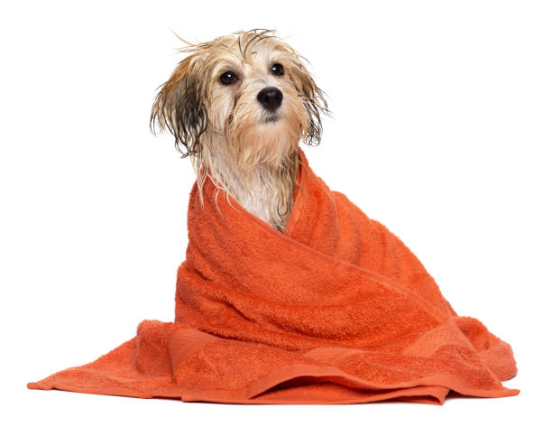 istock Cute bathed havanese puppy dog with orange towel 654168066