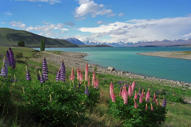 istock On the shore of Lake Tekapo. 654172188