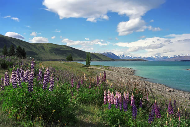 istock On the shore of Lake Tekapo. 654172228