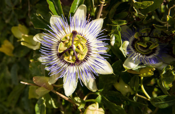 istock Closeup of meadow flowers 654172332