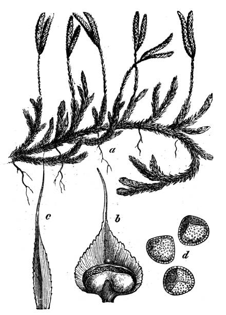 Botany plants antique engraving illustration: Lycopodium clavatum (stag's-horn clubmoss, running clubmoss, ground pine) Botany plants antique engraving illustration: Lycopodium clavatum (stag's-horn clubmoss, running clubmoss, ground pine) lycopodiaceae stock illustrations