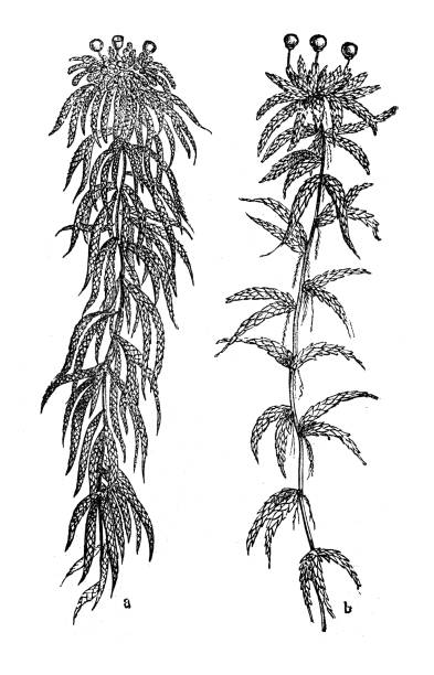 ilustraciones, imágenes clip art, dibujos animados e iconos de stock de botánica plantas antigua ilustración de grabado: sphagnum capillifolium (bogmoss roja, turba roja pequeña) y palustre de esfagno (sphagnum cymbifolium, sphagnum de pradera o bogmoss hojas blunt) - sphagnum