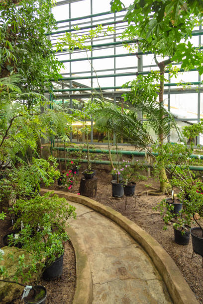 istock Interior of old tropic greenhouse 654175130