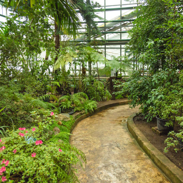 istock Interior of old tropic greenhouse 654175238