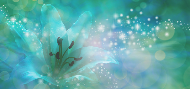 Beautiful lily head with glitter and sparkles radiating outwards from the center on a jade green and blue bokeh background with copy space