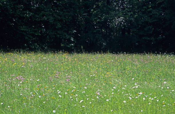 istock Landscape of meadow with trees behind; sunny. 654177796