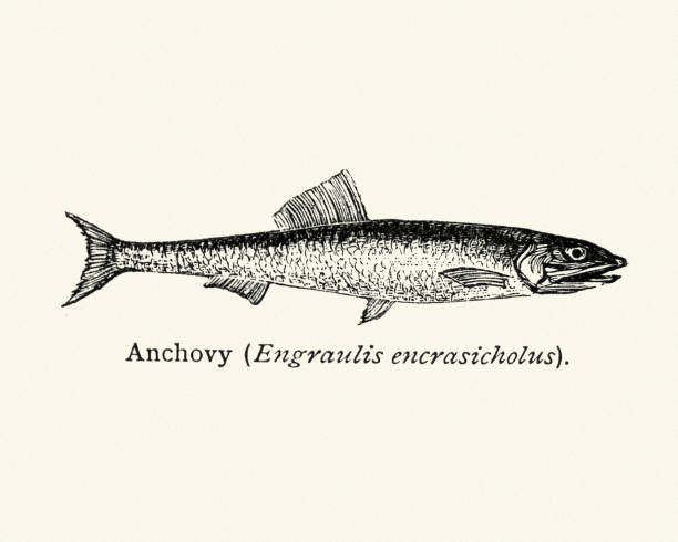 Natural History Fish -  Anchovy Vintage engraving of a Anchovy, a small, common salt-water forage fish of the family Engraulidae. anchovy stock illustrations