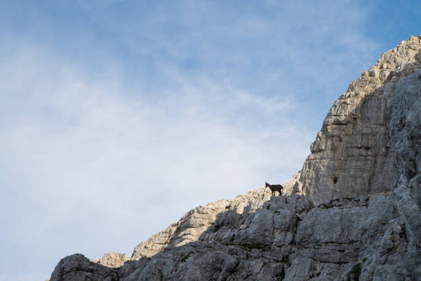 istock Small ibex animal in nature environment 654178174