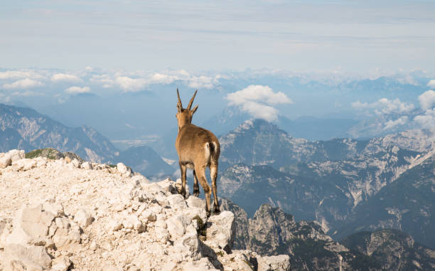 istock Small ibex animal in nature environment 654178202