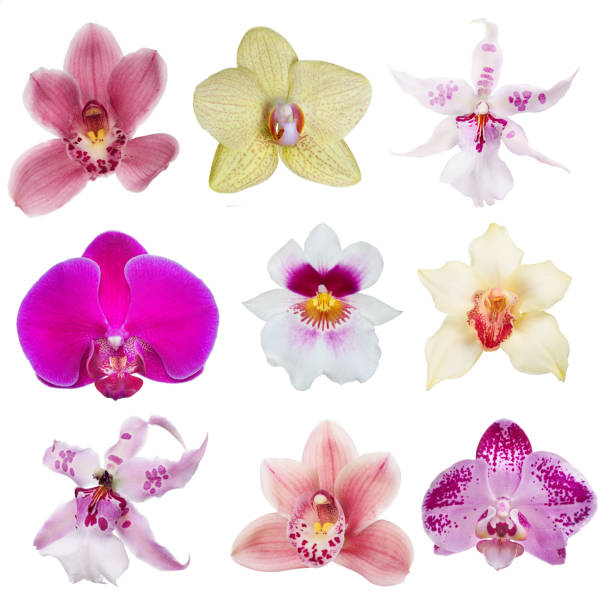 istock nine isolated orchid blooms collection 654178252