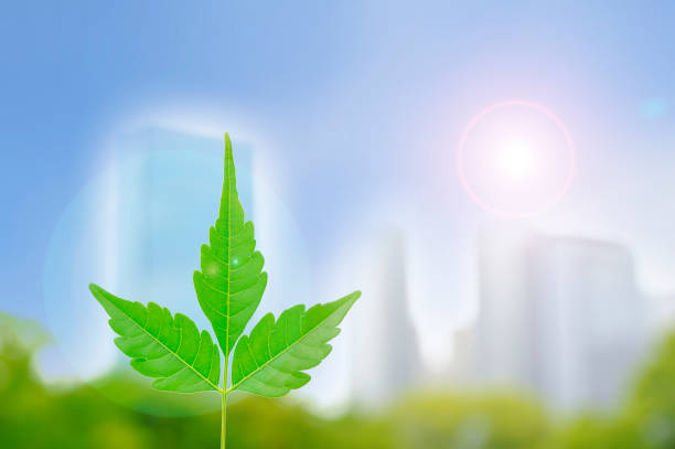 istock Leaves in front of a cityscape 654180760
