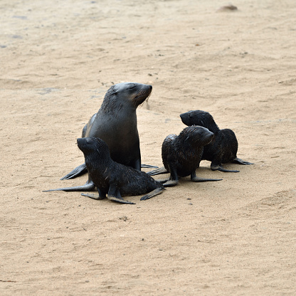 Young Cape fur seals and theirs mother, Skeleton Coast, Namibia