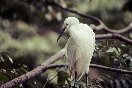 White crane