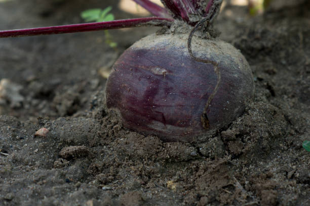 istock red beet growing in the field 654184388