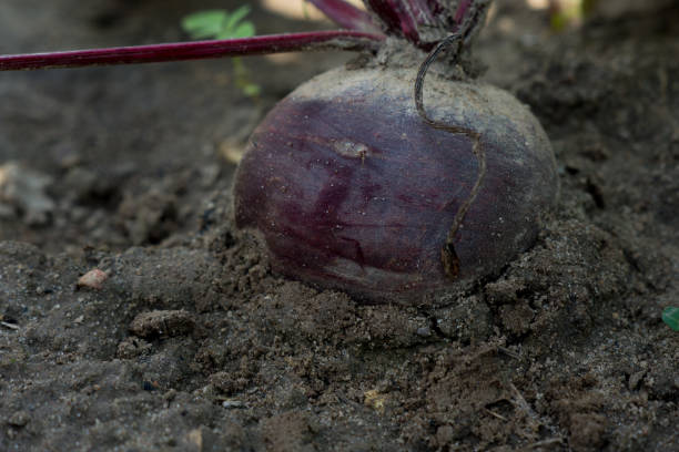 istock red beet growing in the field 654184450