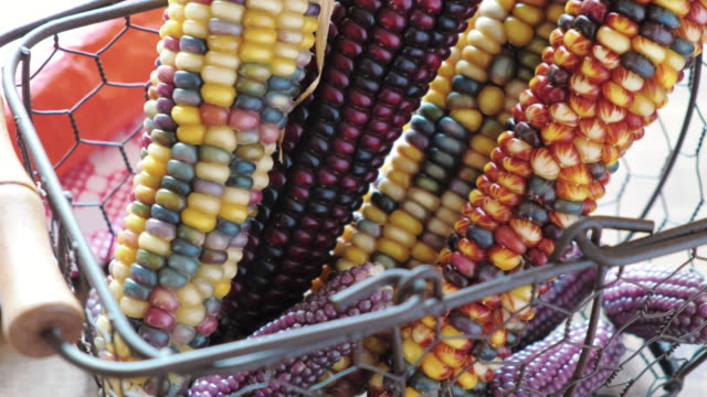 multi colored indian corn