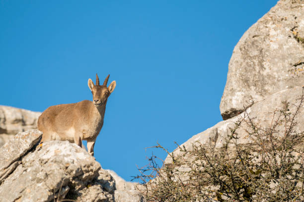 istock Ibex goat in rocky mountain 654189786