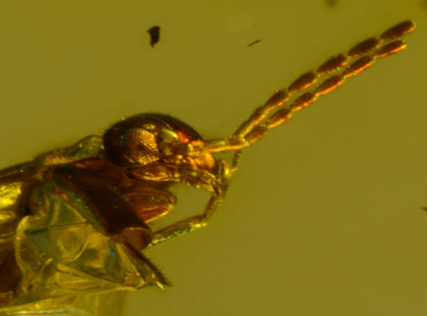 istock Dominican Amber Fossil Earwig Dermaptera 654193218