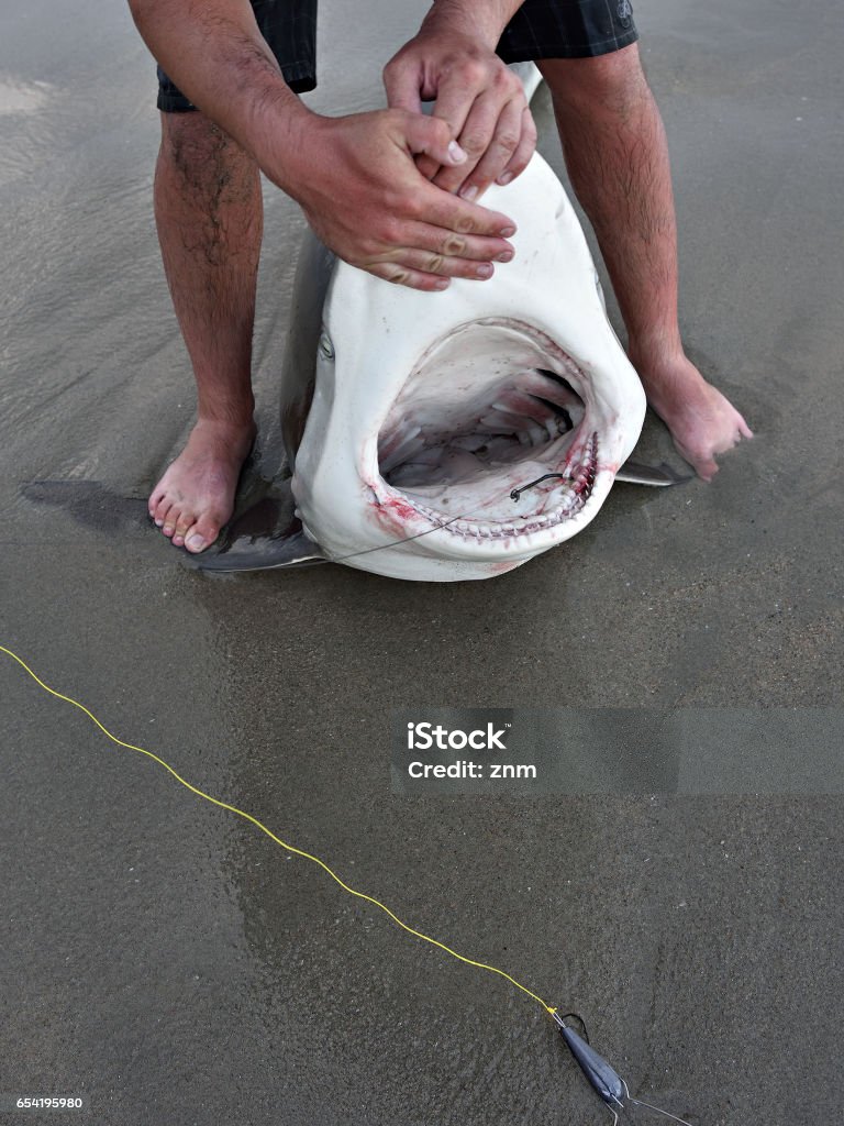 Namibia Shark Fishing Stock Photo - Download Image Now - Fish