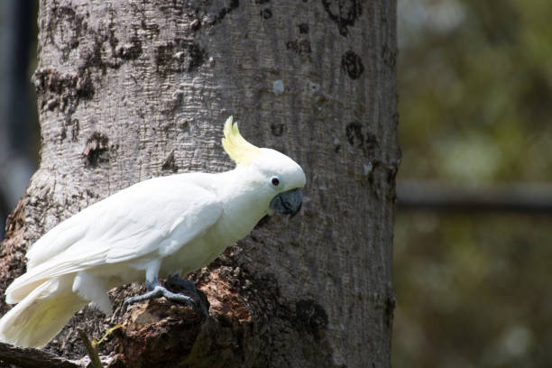 istock Portrait of  Cockatoo 654206488