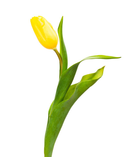 istock Yellow tulip with leave on a white backgroun 654207164